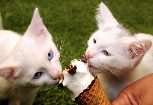 Dondurmayla Besleniyorlar