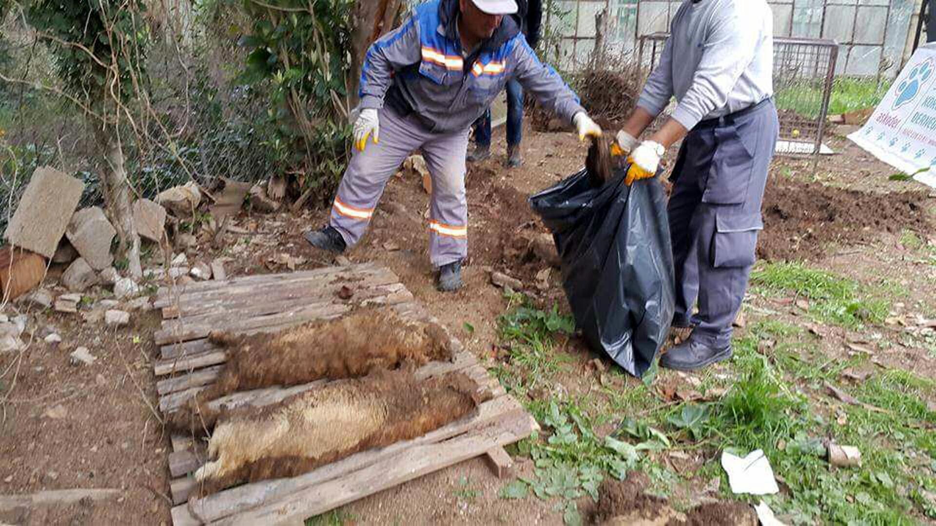 Kedi Köyü mezarları oldu İki dernek birbirine girdi Son Dakika Flaş