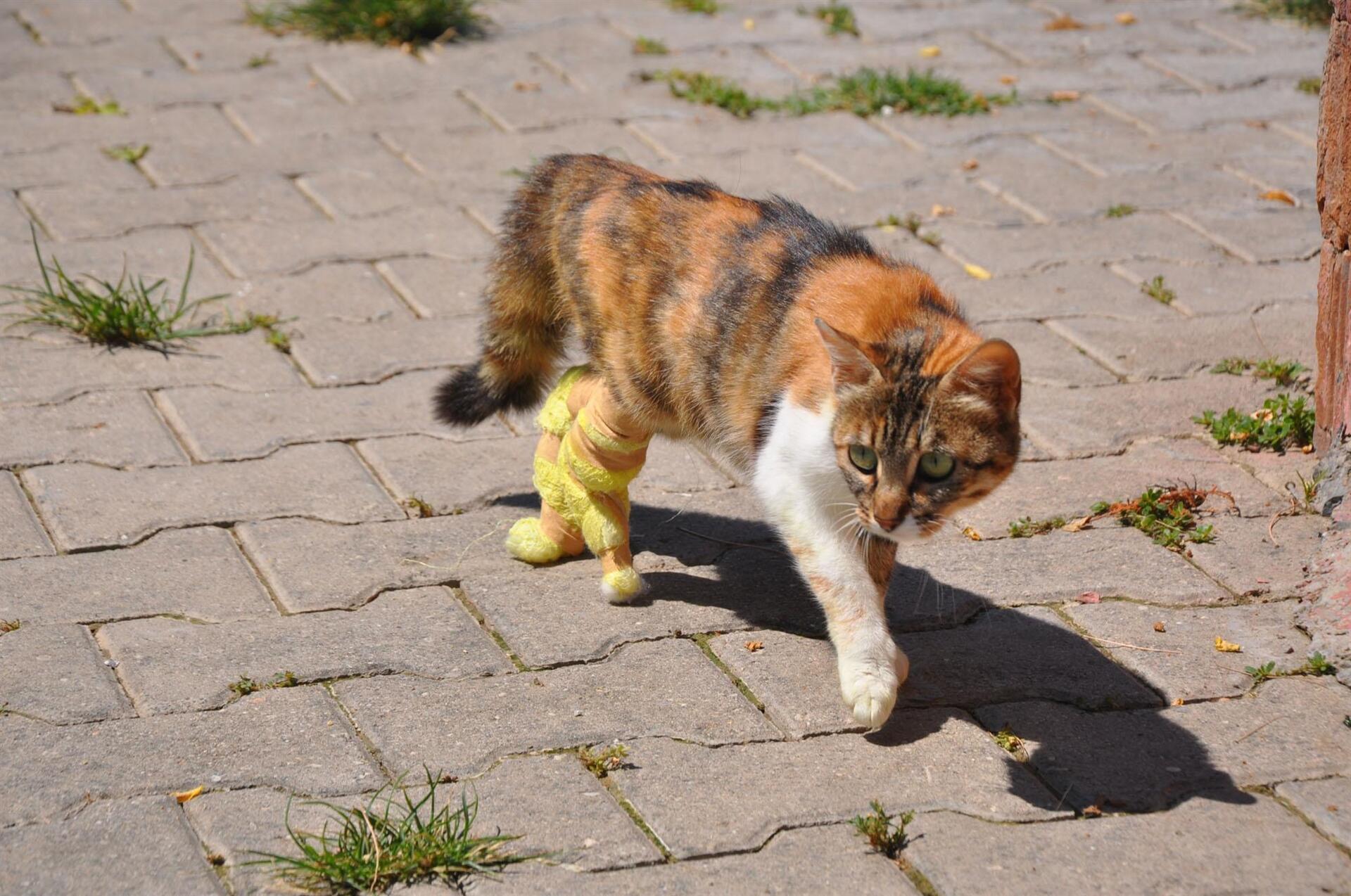 Bacakları kopan hamile kediye protez bacak takıldı Son Dakika Flaş