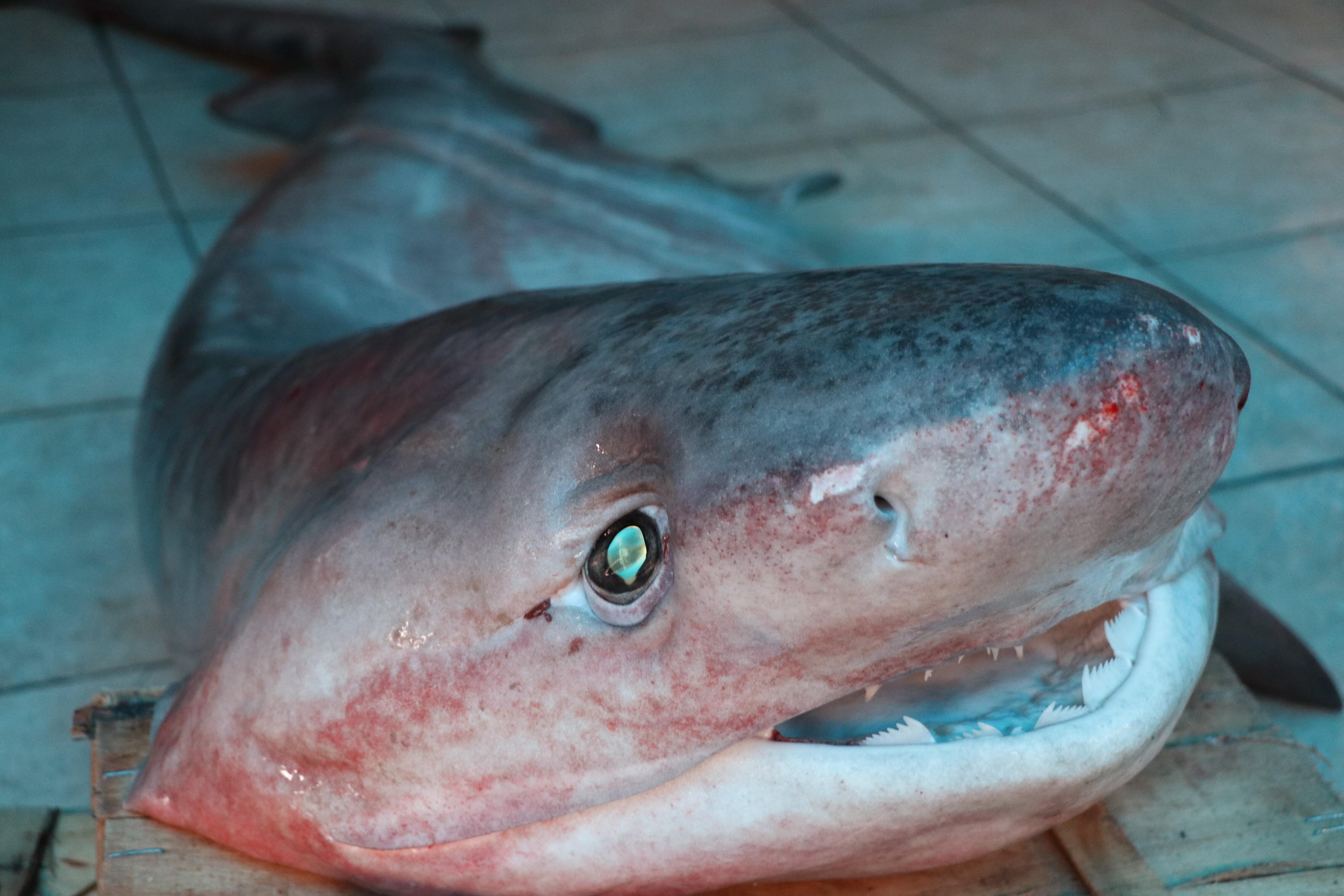Akdeniz'de 3 metrelik köpek balığı yakalandı - Son Dakika Flaş Haberler