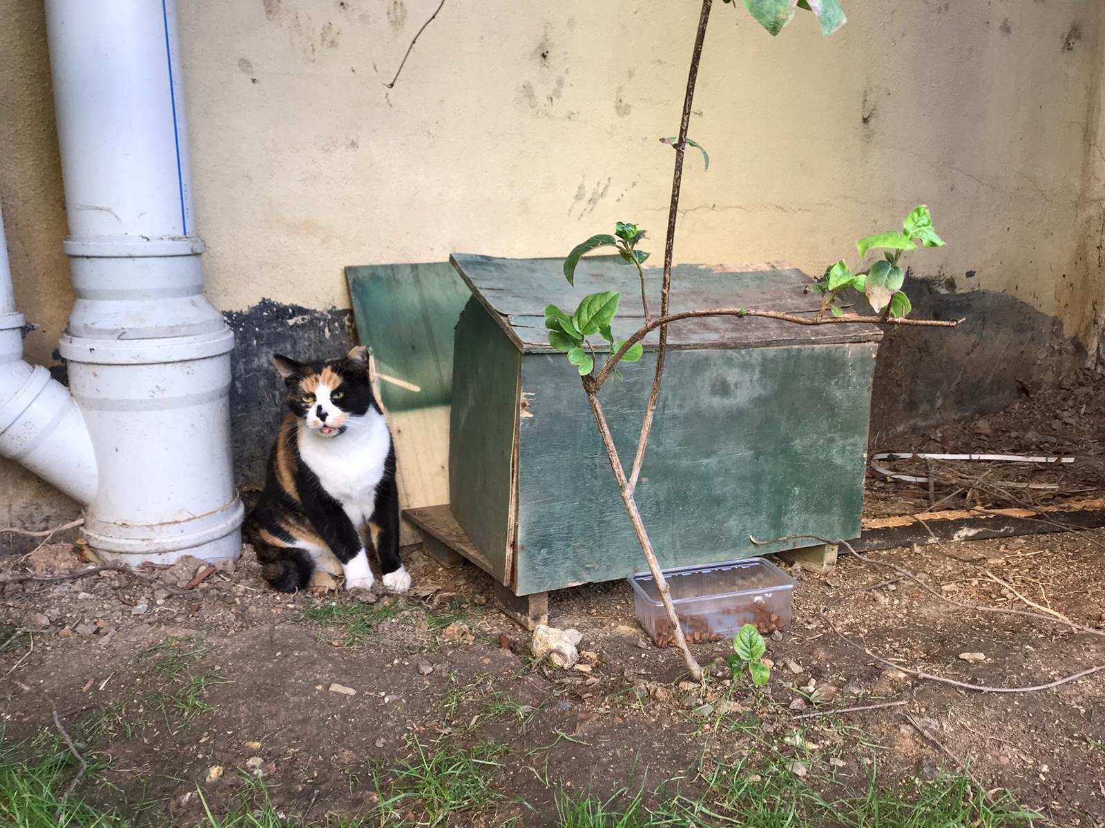 Ataşehir’de lüks sitede kedi evi tartışması Son Dakika Flaş Haberler