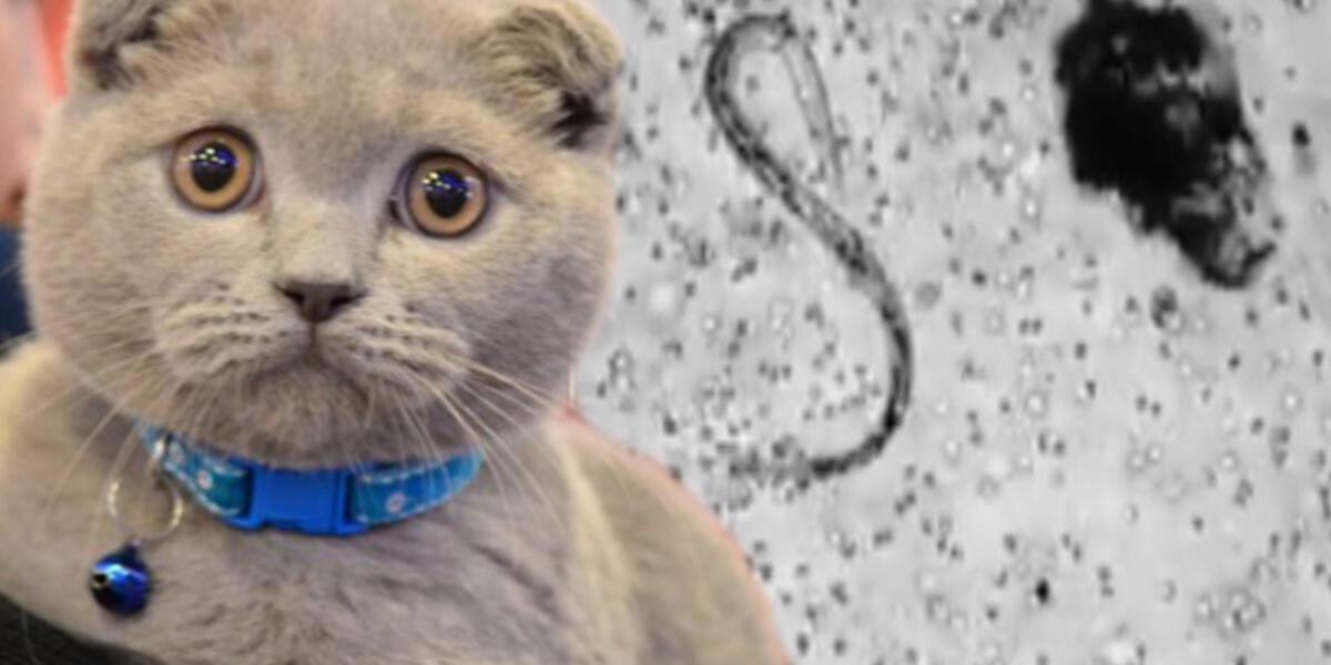 kedi iç dış parazit aşısı