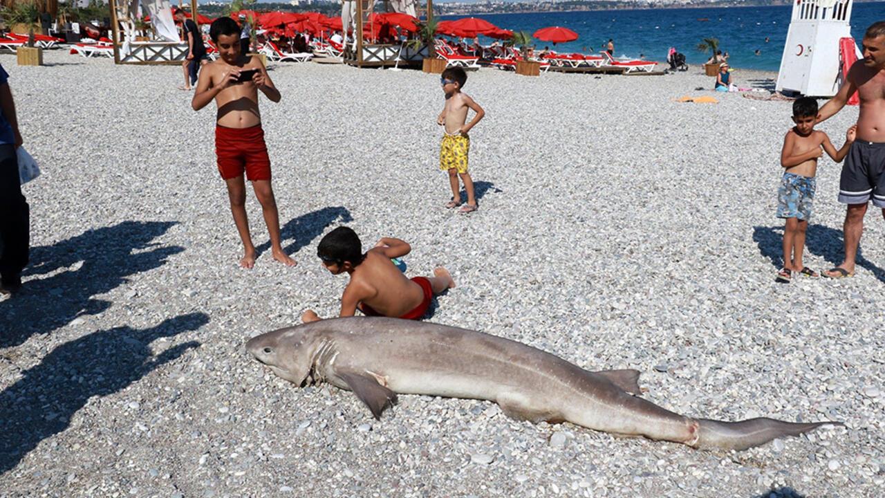 Son Dakika Haberleri: Ölü köpek balığı sahile vurdu | Video - Son ...