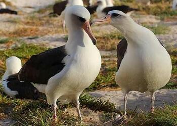 Dünyanın en yaşlı albatros kuşu 40’ıncı yavrusunu dünyaya getirdi