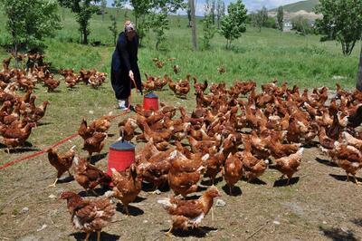 Moldovalı gelin Muş'ta organik tavuk çiftliği kurdu