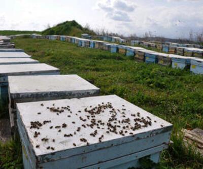 Binlerce arı telef oldu!