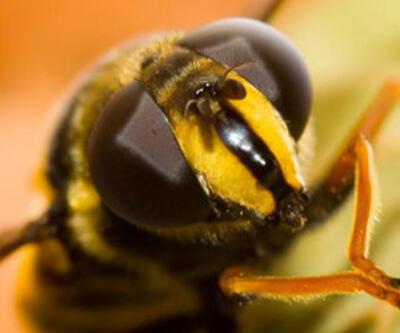 Zombiye dönüşen bal arıları