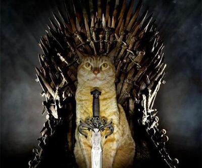 Bu da "Cats of Thrones"