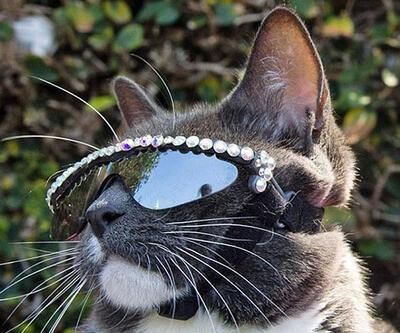 Güneş gözlüklü kedinin göz kapakları yokmuş!