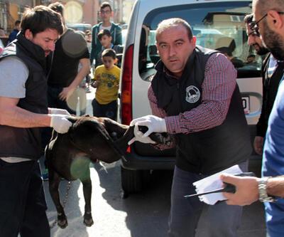 Üsküdar'da pitbull dehşeti: 3 yaralı