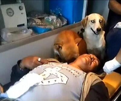 Sarhoş adama ambulansta köpeklerinden 'ilk yardım'