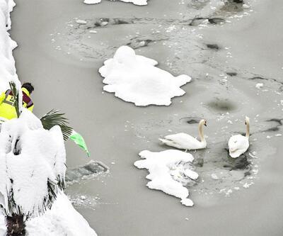 Trabzon'da donmuş gölette kuğu kurtarma operasyonu