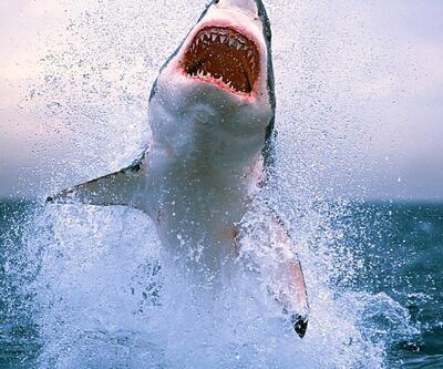 Avustralya'da köpek balığı saldırısı 