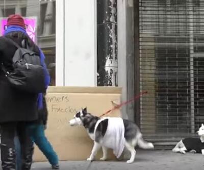 New York'ta sokağa bağlı köpeklere yardıma gelen kişi göz yaşarttı