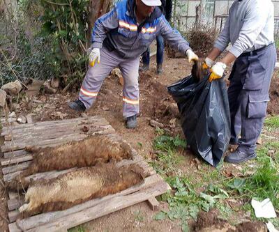 Kedi Köyü mezarları oldu: İki dernek birbirine girdi