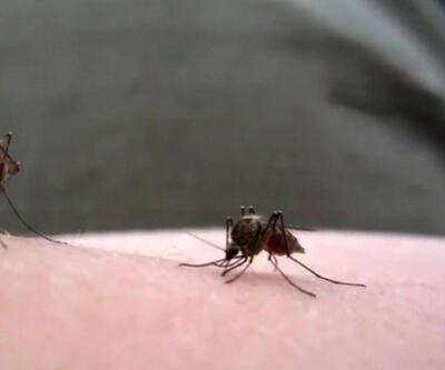 Sivrisineğin ısırma anı kamerada