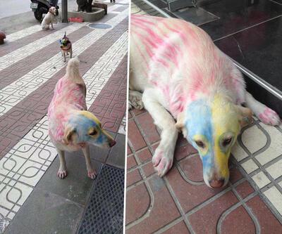 Köpekleri takımının renklerine boyadı