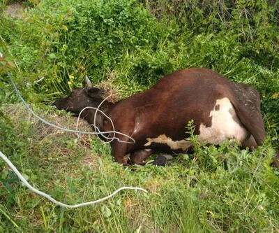 Su içmek isteyen ineği elektrik çarptı, öldü