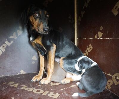 Edirne'de zifte yapışan köpek yavruları ve anneleri kurtarıldı