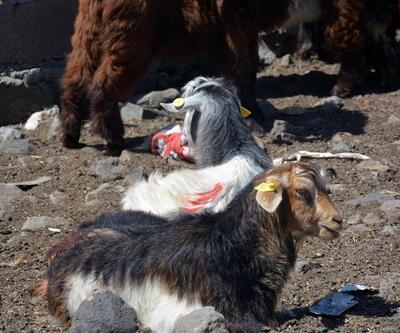 Diyarbakır'da 520 bin koyun ve keçiye çip takıldı
