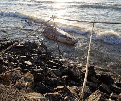 Hatay'da sahile dev İspermeçet balinası vurdu