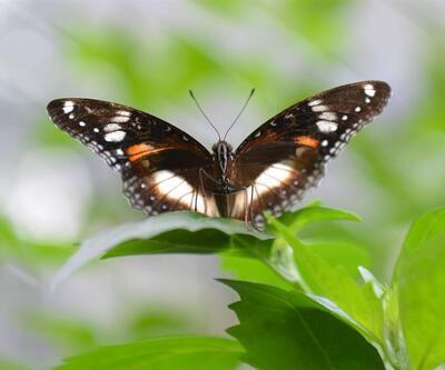 Ömürleri kısa, güzellikleri sonsuz: Kelebekler