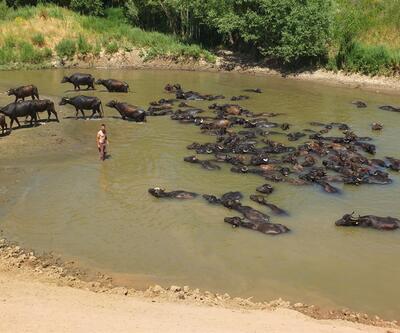 Sıcaktan bunalan hayvanlar soluğu nehirde alıyor