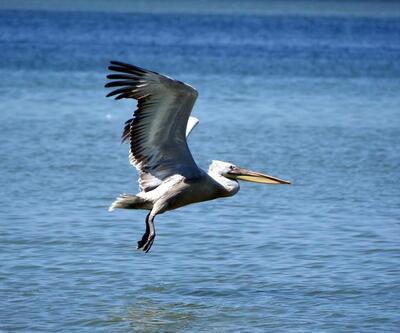 Pelikanlar İzmir Körfezine yerleşti
