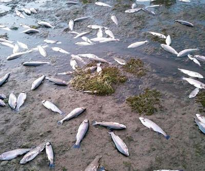 Değiştirilen dere yatağı 120 bin balığı öldürdü