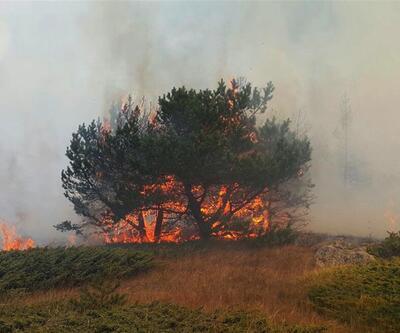 Sivas'ta orman yangını
