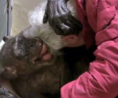 Bu video herkesi ağlattı! Ölüm döşeğindeki 59 yaşındaki şempanze eski dostunu tanıdı...