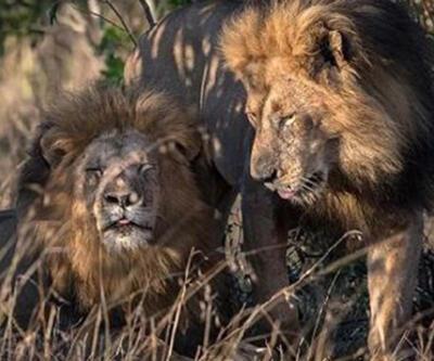Kenya devlet yetkilisi: Aslanların eşcinsel ilişkiye girmesi, eşcinsel ziyaretçilerin suçu