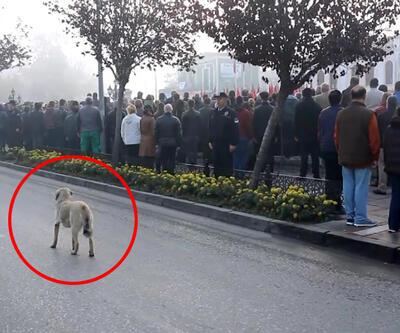 Saygı duruşuna eşlik eden sokak köpeği herkesi şaşırttı