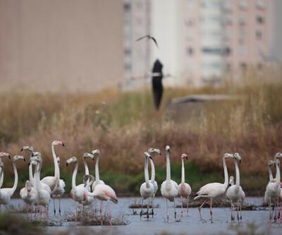 Doğa Derneği'nden İzmir otobanı tepkisi: Burası binlerce flamingonun evi 