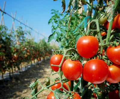 Kasım’da en yüksek zam domatese yapıldı