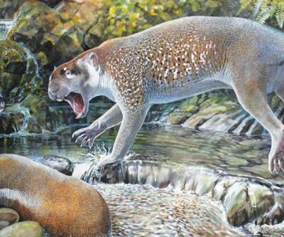 18 milyon yıl önce soyu tükenen ‘marsupial aslan’ın yeni türü keşfedildi