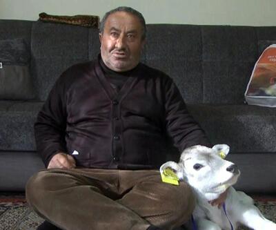 'Yaşamaz' denilen prematüre buzağı Ümitcan'ı evinde besliyor 