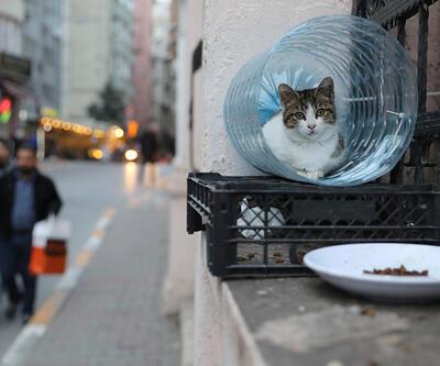 Reuters İstanbul'un sokak kedilerini fotoğrafladı