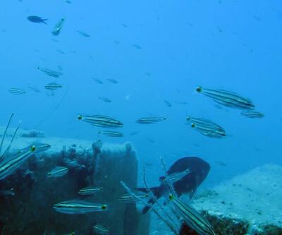 Sadece Balon balığı değil, Kızıldeniz'den gelen 61 tür Akdeniz'i işgal etti