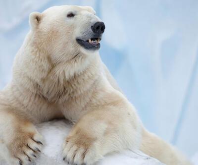 Kutup ayıları hakkında pek bilinmeyen gerçekler