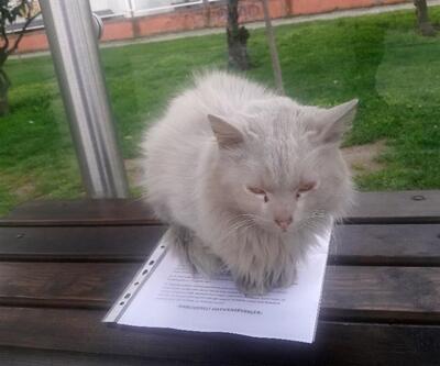İzmir'de durakta istenmeyen kedi viral oldu