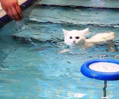 Van kedileri için özel yüzme havuzu