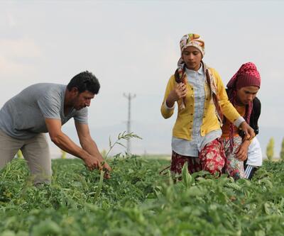 Mevsimlik tarım işçileri Konya Ovası'nda mesaide