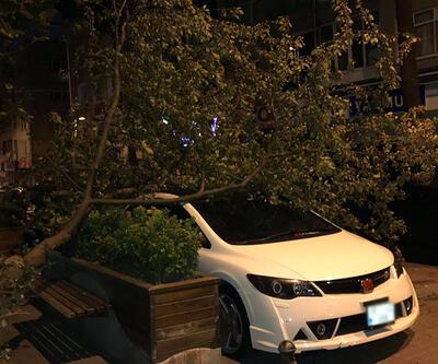 İstanbul'da rüzgar ağaçları devirdi