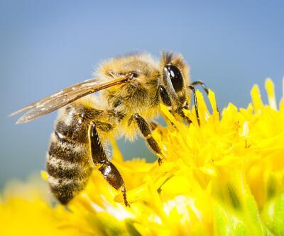 Arılar hakkında 10 ilginç bilgi: 5 gözleri var, dans ederek anlaşıyorlar