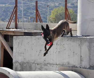 Arama kurtarma köpekleri sertifika sınavına girdi