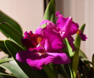 Marmaris orkidelerle renklendi