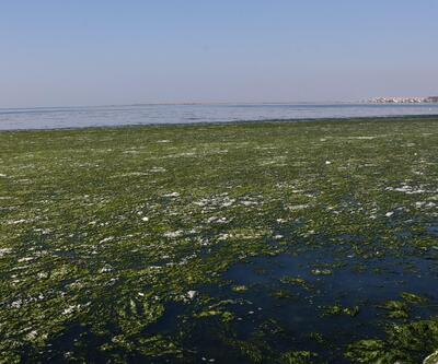 İzmir Körfezi'ni kaplayan deniz marullarıyla ilgili korkutan açıklama