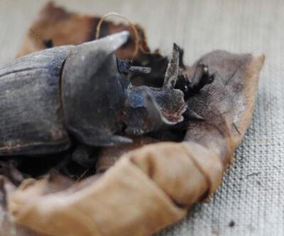 Antik Mısır’ın "kutsal böceği"nin mumyası bulundu