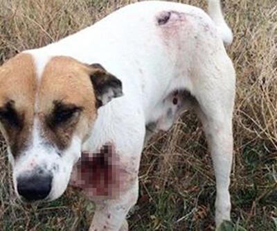 Sokak köpeği tüfekle boğazından vuruldu
